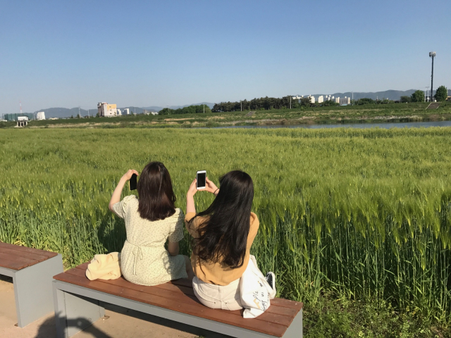 경산 하양읍 금호강변에 조성된 하양경관농업단지가 온통 청보리의 초록 물결로 장관을 이루자 이곳을 찾은 여성들이 셀카 사진을 찍고 있다. 경산시 제공