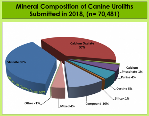 개 방광결석의 발생빈도(스트류바이트 38% 