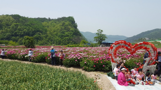 지난해 행사에서 작약꽃의 향연을 만끽하고 있는 관람객들 모습. 영천시 제공