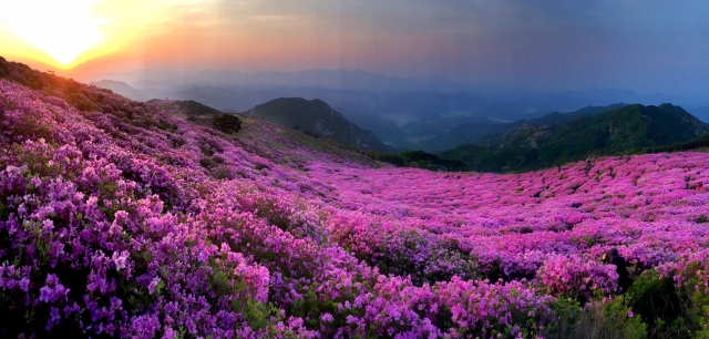 천상의 화원 황매산 황매평원에 철쭉이 만개했다는 소식에 새벽잠도 뒤로하고 한달음에 올랐다.연분홍 철쭉너머로 아침 해가 떠오르자 여기저기서 작품을 담는 사진작가의 셔터소리가 아침을 깨운다.이채근 기자 mincho@imaeil.com