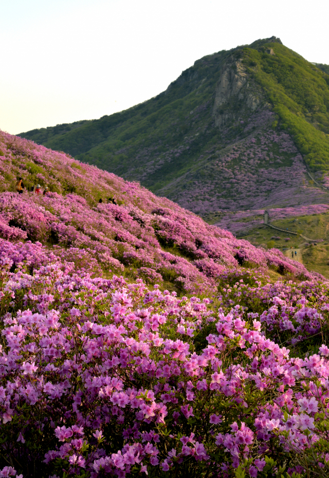 천상의 화원 황매산 황매평원에 철쭉이 만개했다.온 산이 연분홍 이불을 덮어쓴 듯 붉게 빛나고 있다. 뒤쪽 우뚝 솟은 봉우리가 황매산 정상이다. 이채근 기자 mincho@imaeil.com