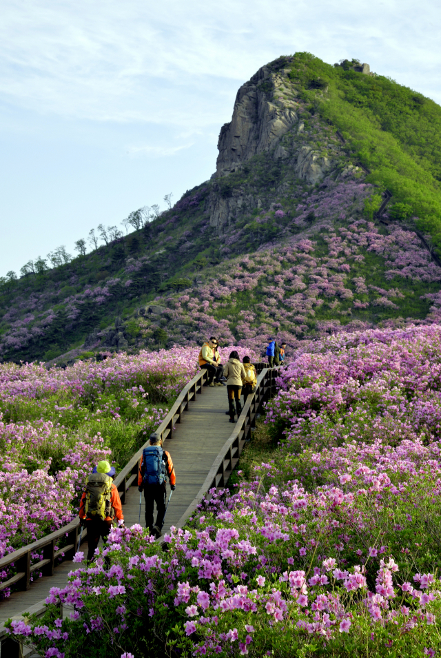 많은 등산객들이 황매산 철쭉의 안내를 받으며 등산로를 따라 정상에 오르고 있다. 이채근 기자 mincho@imaeil.com