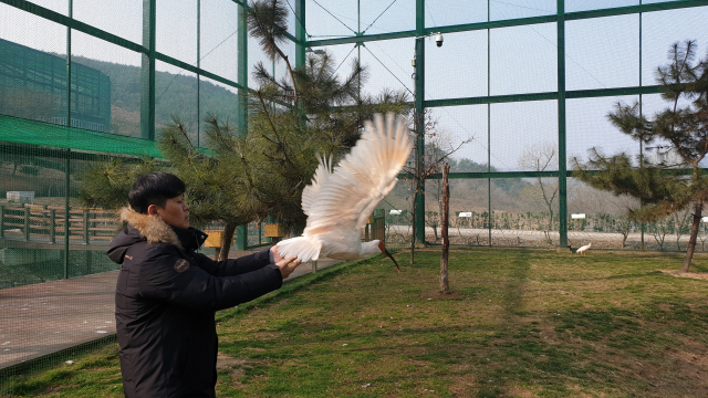 경남 창녕군 우포늪 따오기복원센터 관계자가 자연방사를 앞두고 관람케이지 내에서 적응 훈련을 시키고 있다. 창녕군 제공