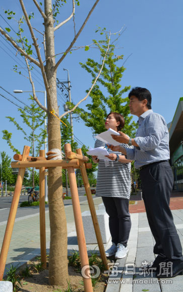 경산시 녹지조경 이상정(남성) 담당과 최윤실 직원이 성감별 DNA분석법을 활용해 수나무를 심은 경산체육공원 앞의 은행나무의 성장 상태를 점검하고 있다. 김진만 기자