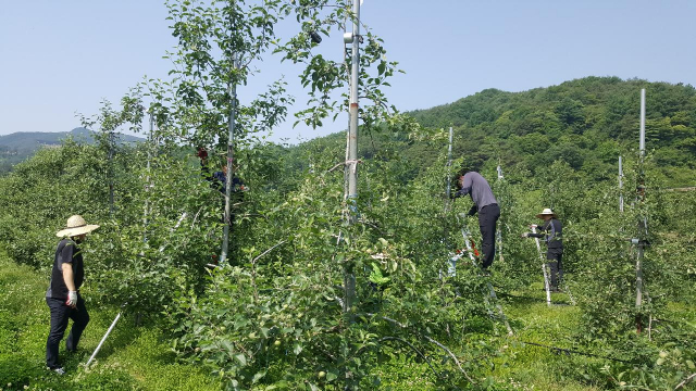 3일 거창군 농업기술센터 직원들이 고제면 궁항리 박순규 씨 과수원을 찾아 사과나무 적과 작업을 하고 있다.