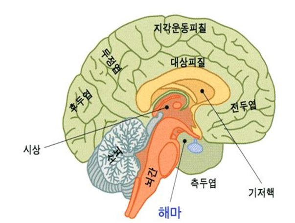 인간 뇌 속 해마