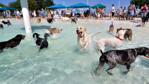 반려견을 위해 개방한 dog swimming day. LA (사진출처:www.reviewjournal.com)