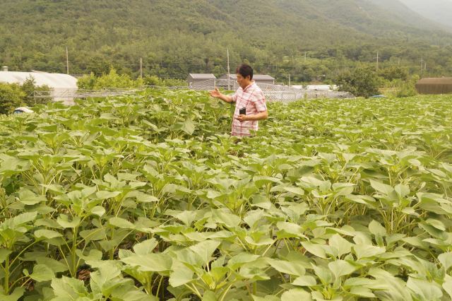 손대동 해바람길추진위원장이 해바라기 상태를 살피고 있다. 전병용 기자