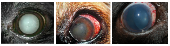 개의 안구질환 백내장(좌) 포도막염(중) 녹내장(우). 사진출처: https://criticalcaredvm.com