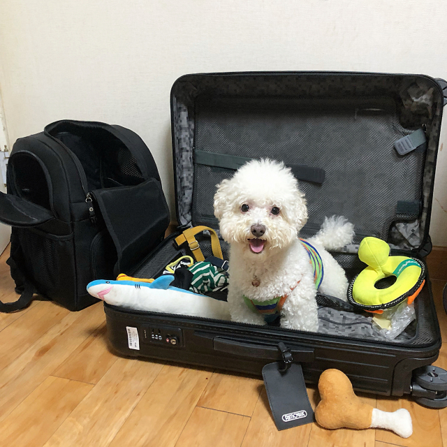 여행 짐이 한가득 담긴 캐리어 속에 들어가 여행을 준비하는 둥이. 독자제공