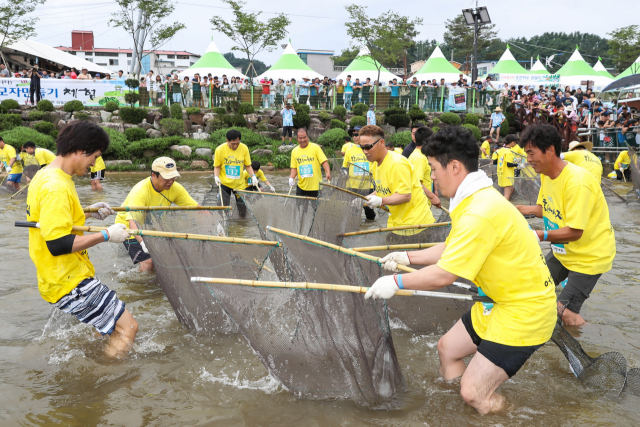 경북 봉화 은어축제 어신대회에 참가한 관광객들이 내성천에서 은어 반두잡이를 하고 있다. 봉화군제공