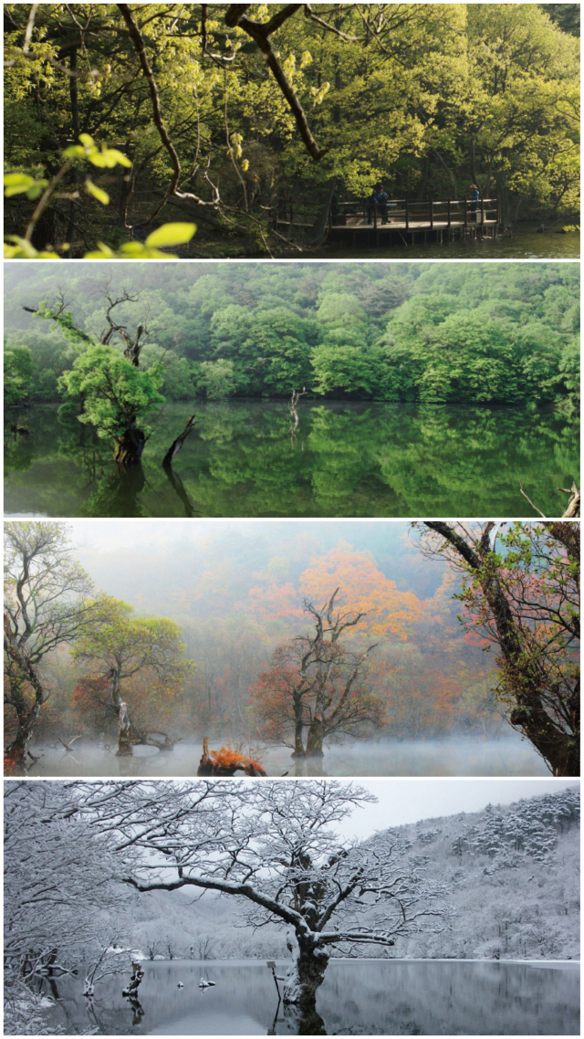 세계지질공원(국가지질공원 포함)으로 인증받은 청송군 주산지의 사계절 모습. 경북도 제공