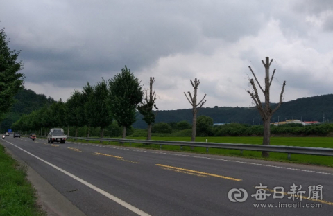 경북 영양 한 국도변 가로수가 죽어 있는 모습. 영양군 제공