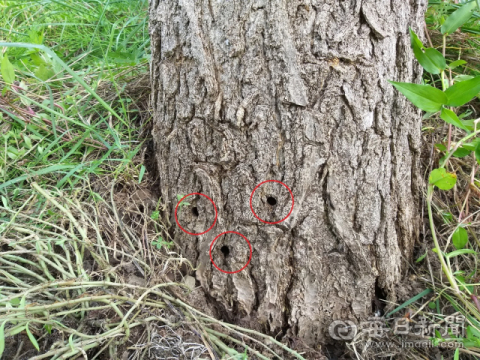 밑동에 구멍을 뚫고 제초제를 넣어 고사시킨 경북 영양 한 국도변 가로수의 모습. 영양군 제공