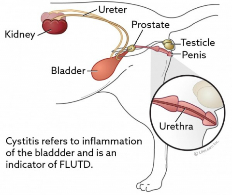 스트레스와 방광염은 수컷에게 배뇨장애 증상 (FLUTD)을 유발시킬 수 있다. (사진출처: https://vcahospitals.com)