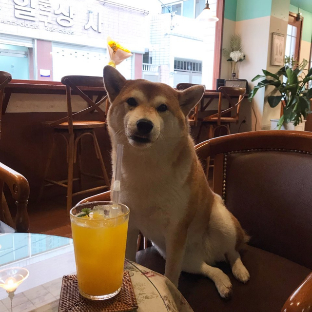 삼덕동 이에 커피에 근무 중인 보리 언니와 인사하는 앙꼬. 임소현 기자