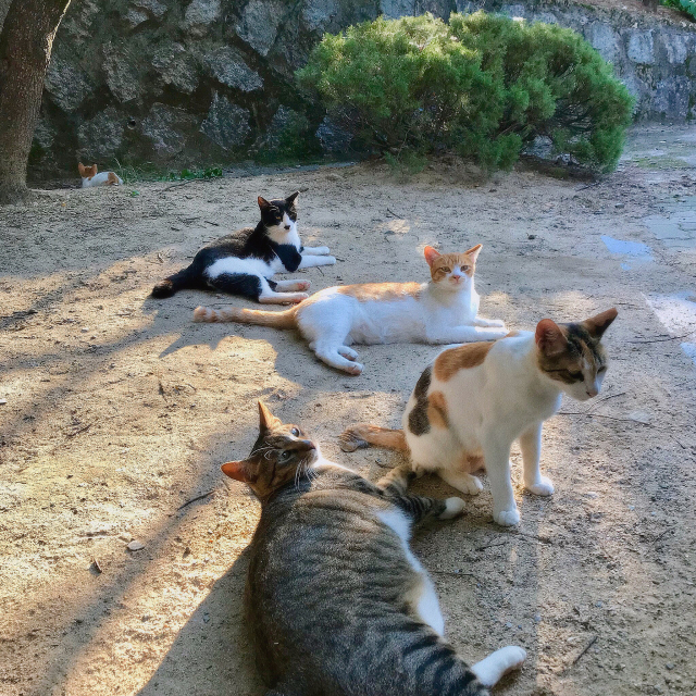 교내에 누워 햇살을 즐기는 고양이 가족. 임소현 기자