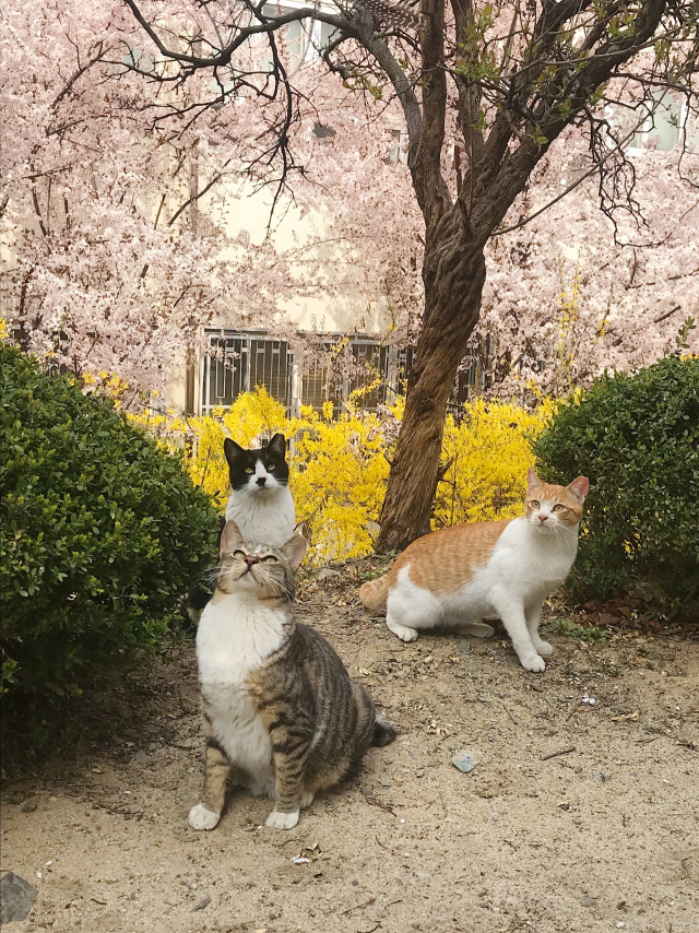 부원들은 조를 나눠 고양이 식사를 담당한다. 임소현 기자