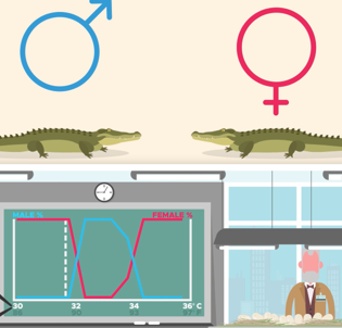 악어는 알이 부화되는 과정에서 주변 온도에 의해 성별이 결정된다.