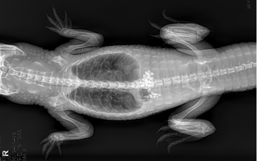 악어(crocodile)의 X-ray 검사 (사진출처: 탑스동물메디컬센터)