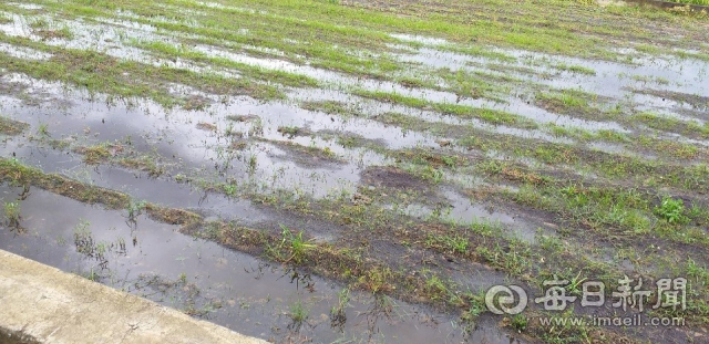 영천 화산농협 농산물 창고 신·개축 과정에서 공사업체의 건축폐자재 불법 매립 및 외부 흙 반출 등의 의혹으로 침수현상이 발생한 피해 농지 모습. 농지 소유주 A씨 제공