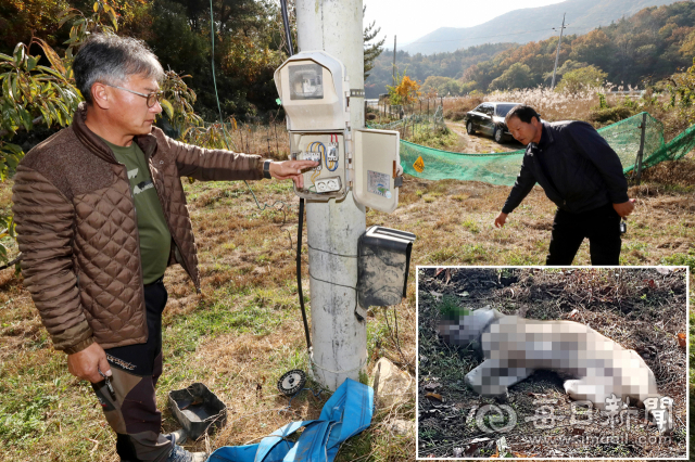 멧돼지 퇴치용으로 고압(220V) 전기를 끌어다 친 울타리에 사냥개가 감전돼 즉사(작은 사진)한 사고가 발생했다. 7일 유해조수피해방지 대원들이 영천시 청통면 한 과수농가에 설치된 전기 울타리가 인근 전신주에서 220V 전기를 끌어온 현장을 설명하고 있다. 정운철 기자 woon@imaeil.com