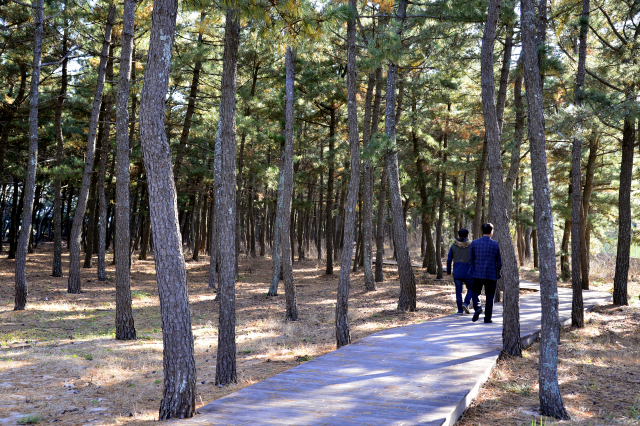 고래불해수욕장 영리구역에 뻗은 1km 길이의 솔숲 데크길도 기운 충전 명품길로 통한다. 이채근 기자 mincho@imaeil.com