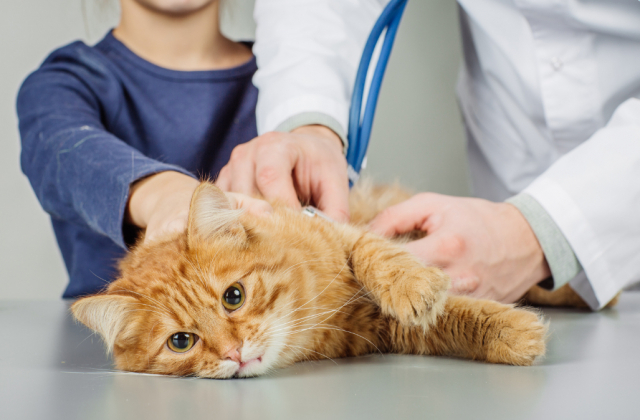 고양이의 대표적인 불치병인 고양이전염성복막염(FIP)을 치료하는 신약이 개발되어 치료의 기대가 높아지고 있다. 하지만 너무 비싼 약가와 승인받지 않은 시험용의약품을 투여받아야 한다는 생각에 가족들의 근심이 깊어지고 있다(사진이미지:sutterstock)