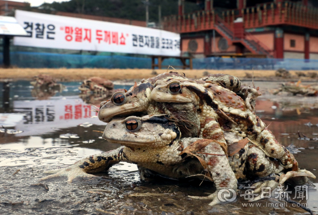 대구 수성구 욱수골 서식지에서 겨울잠을 깬 두꺼비가 수컷을 등에 업고 산란지인 망월지로 이동하고 있다. 김태형 선임기자 thk@imaeil.com