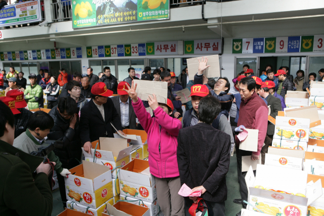 경북 성주군 한 농산물산지유통센터에서 중매인들이 고품질 성주참외를 낙찰받기 위해 경매사에게 수신호를 보내고 있다. 성주군 제공