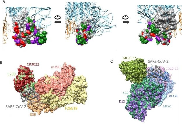 코로나19 스파이크 단백질(A)과 사스 중화항체(B), 메르스 중화항체(C)의 구조. 한국화학연구원