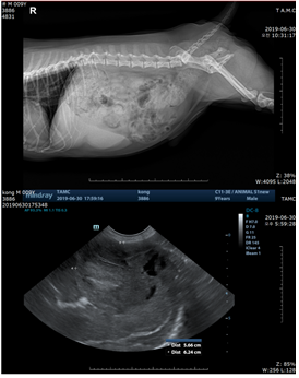 통이의 X-ray검사(간 비대 소견) 와 초음파검사(간 내 거대종양 5×6cm) 이미지. 탑스동물메디컬센터 제공.