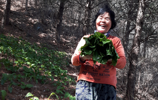 민속채소 재배농민이 수확한 명이나물을 들고 환하게 웃고 있다. 영주시 제공