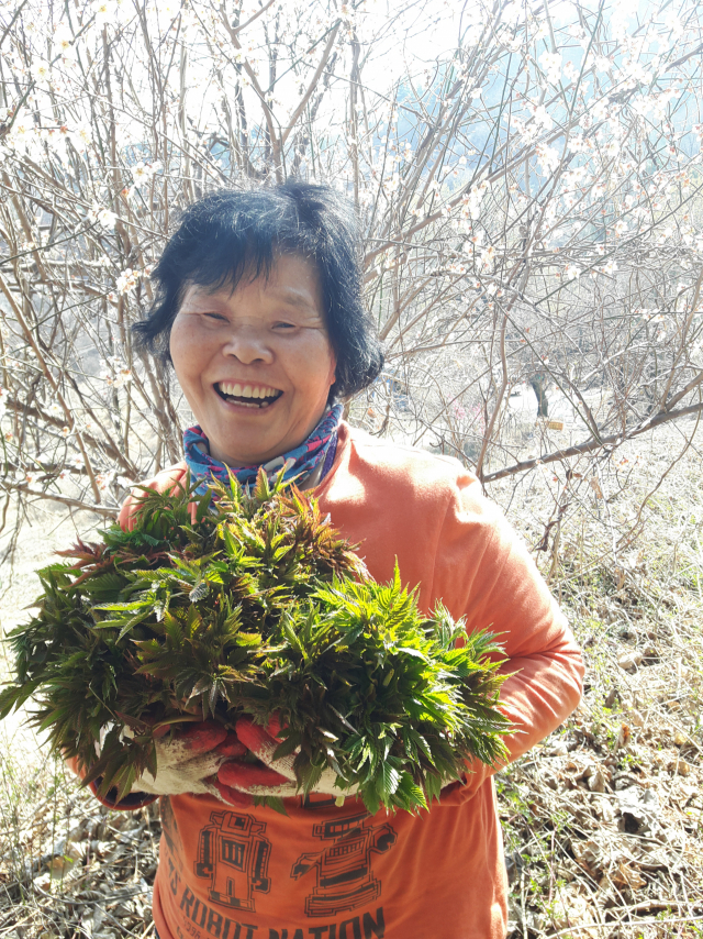 민속채소 재배농민이 수확한 눈개승마 새싹을 들어 보이고 있다. 영주시 제공