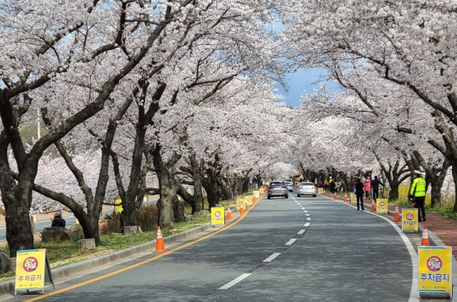 벚꽃 놀이도 드라이브 스루. 경주경찰서 제공