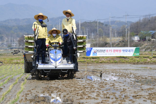 8.15 광복쌀 첫 모내기를 하고 있다. 영주시 제공