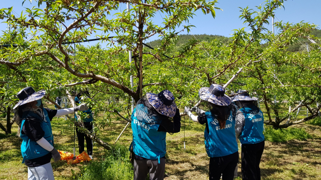 13일 대구 북구자원봉사센터는 청도군 자원봉사센터와 연계해 대학생 봉사단 25명과 함께 청도군 이서면 일대 농가에서 봉사활동을 실시했다. 북구청 제공