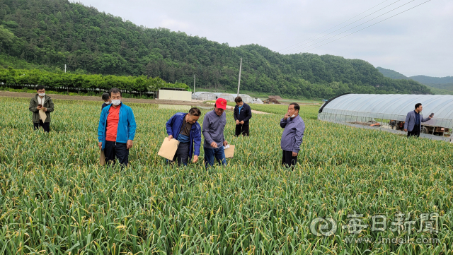 경북 영천시가 마늘수급 안정대책의 일환으로 채소(마늘)가격 안정제 사업을 통해 작황이 좋은 마늘밭 일정부분을 폐기 처리하고 있다. 영천시 제공