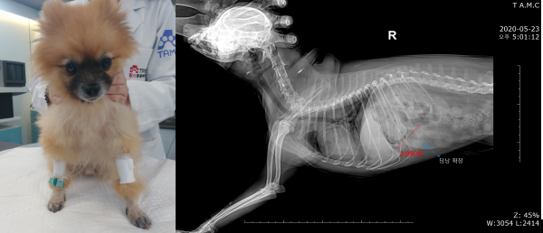 식욕부진과 구토, 기력저하로 내원한 또야(포메라니언·10살)의 입원 당일 모습과 X-ray 검사(오른쪽 사진)에서 담낭의 확장이 두드러지게 관찰되었다. 탑스동물메디컬센터 제공.