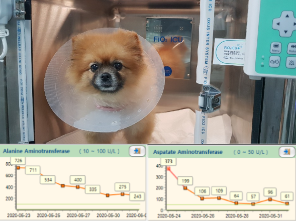(윗사진)또야의 입원 8일 차 퇴원 전의 모습, 스스로 식사를 하고 활력이 좋아지며 한껏 밝아진 표정이다. (아랫사진)혈액검사에서 수술 전 현저히 상승한 간수치(ALT,AST)가 수술 후 서서히 회복되고 있음을 보여준다. 탑스동물메디컬센터 제공.