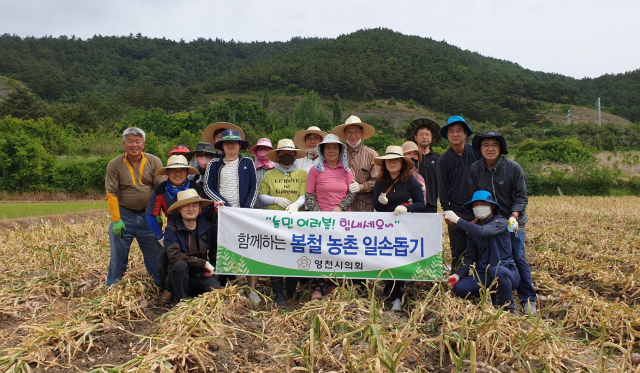 영천시의회 시의원 및 직원들이 일손부족으로 어려움을 겪는 신녕면 치산리 마늘재배 농가를 찾아 마늘 수확 작업에 힘을 보탰다. 영천시의회 제공