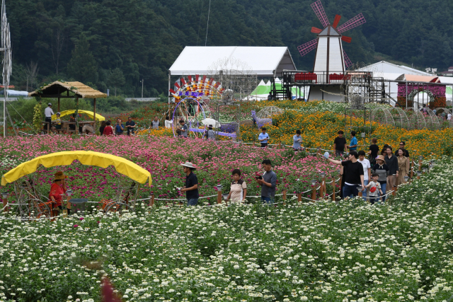 종부지구 백일홍축제장.