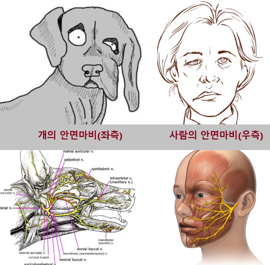 개와 사람의 안면마비 비교 이미지(윗그림)와, 안면신경(노란색)의 해부학적 구조(아랫그림). 셔터스톡, RCENLearning 제공.