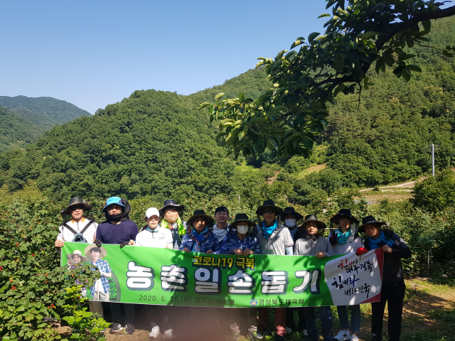 경북도체육회 임직원들이16일 청도군 매전면 소재 산딸기 재배 농가를 찾아 일손돕기에 나섰다.