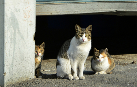 경북 칠곡군 한 양계농장 주변의 동네 고양이. 매일신문 DB