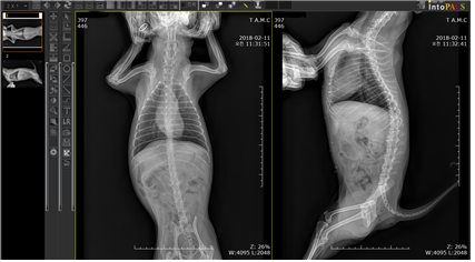 터키의 X-ray 상에서는 종양이나 이물의 존재를 관찰할 수 없었다. 복강 내에 있는 각 장기와 대변으로 인해 밀도가 낮은 종양, 비닐, 천, 목재, 자두씨와 같은 이물은 감별하기가 쉽지 않기 때문이다. 탑스동물메디컬센터 제공.