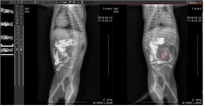 X-ray 조영 촬영은 조영제를 먹인 후 조영제가 위-소장-대장으로 이동하는 과정을 시간대 별로 촬영하는 검사법이다. 촬영 각도를 다르게 하면 장관의 구조를 입체적으로 평가할 수 도 있다. 오른쪽 사진의 빨간색 원 부위가 소장 폐색 부위로 평가되었다. 탑스동물메디컬센터 제공.