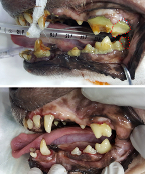 11세령 소형 반려견의 치석이 과다 형성된 모습(윗사진)과 치석제거와 잇몸치료를 받은 직 후의 모습(아래사진), 치석을 제거하자 치아 뿌리의 50% 정도가 노출되어 있음을 관찰할 수있다. 윗사진의 붉은 점선으로 표기된 치아들은 치주 노출이 90% 이상으로 확인되어 발치를 해야 만 했다. 탑스동물메디컬센터