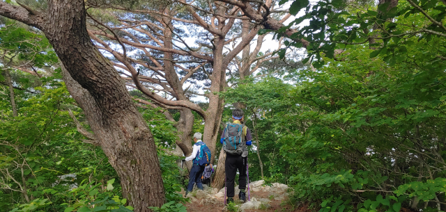 수도산 오르는 길에 만난 소나무.