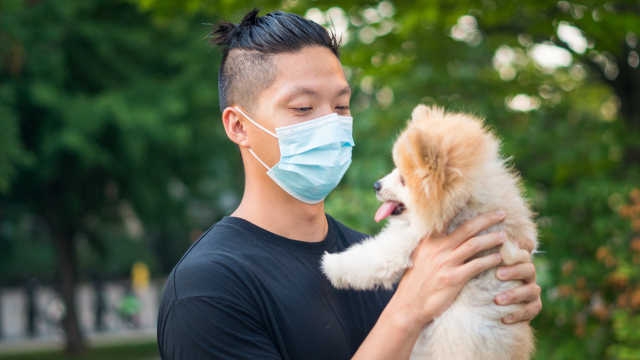 개와 고양이 코로나 바이러스는 인간에게 전염시키지 않는다.